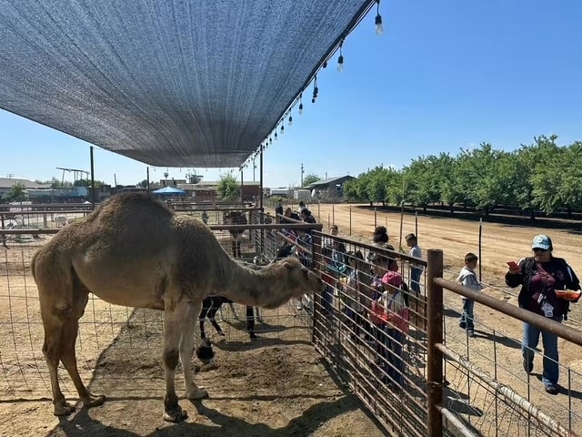 Camel interacting with visitors at Ford Family Farms