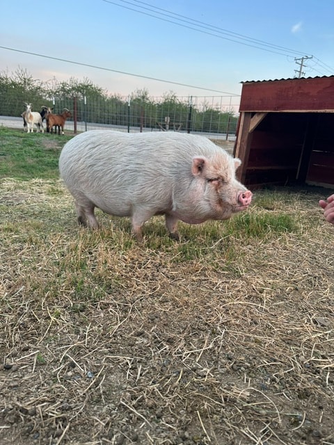 Pig at Ford Family Farms