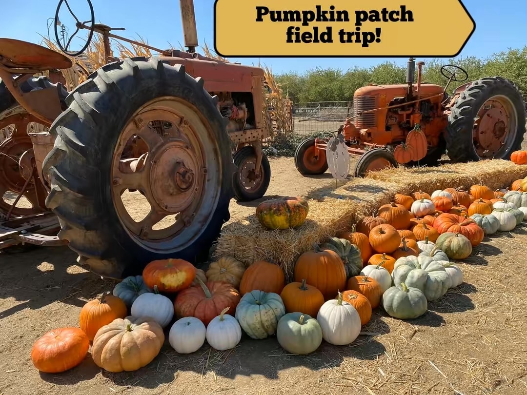 Pumpkin patch field trip with vintage tractors and pumpkins